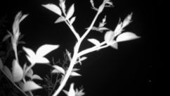 Rosarium Webcam