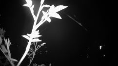 Rosarium Webcam