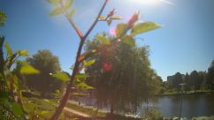 Rosarium Webcam