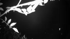 Rosarium Webcam