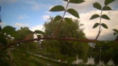 Rosarium Webcam