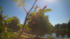 Rosarium Webcam