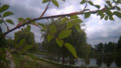 Rosarium Webcam