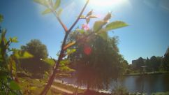 Rosarium Webcam