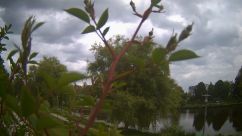 Rosarium Webcam