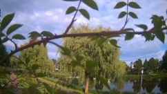Rosarium Webcam