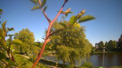 Rosarium Webcam
