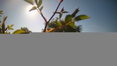 Rosarium Webcam