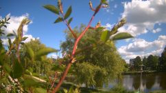 Rosarium Webcam