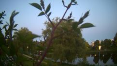 Rosarium Webcam