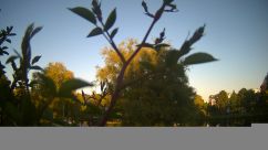 Rosarium Webcam