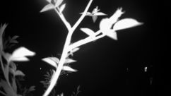 Rosarium Webcam