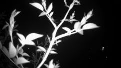 Rosarium Webcam