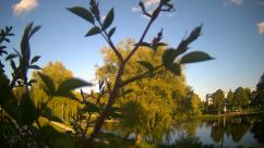 Rosarium Webcam