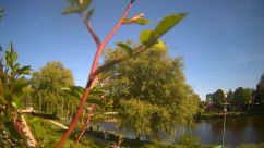 Rosarium Webcam