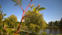 Rosarium Webcam