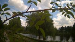 Rosarium Webcam