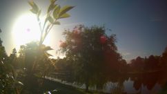 Rosarium Webcam