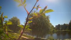 Rosarium Webcam