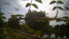 Rosarium Webcam