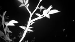 Rosarium Webcam