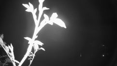 Rosarium Webcam