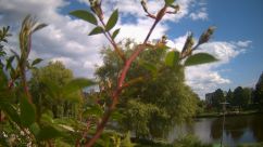 Rosarium Webcam