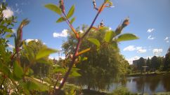 Rosarium Webcam