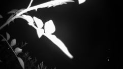 Rosarium Webcam