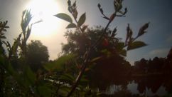 Rosarium Webcam