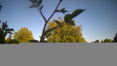 Rosarium Webcam