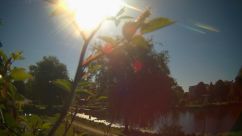 Rosarium Webcam