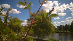Rosarium Webcam