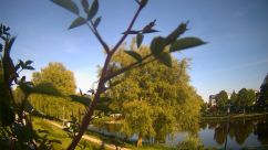 Rosarium Webcam