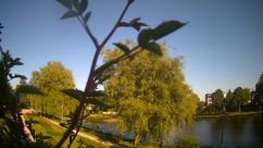 Rosarium Webcam