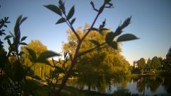 Rosarium Webcam