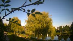 Rosarium Webcam