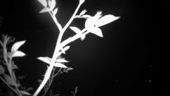 Rosarium Webcam