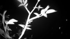 Rosarium Webcam