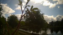 Rosarium Webcam