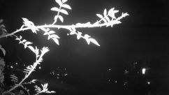 Rosarium Webcam