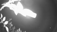 Rosarium Webcam