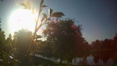 Rosarium Webcam