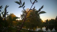 Rosarium Webcam