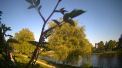 Rosarium Webcam