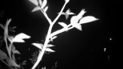 Rosarium Webcam
