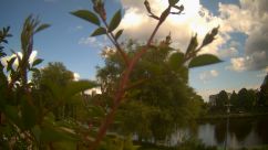 Rosarium Webcam