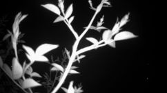 Rosarium Webcam