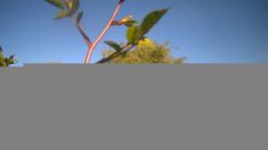 Rosarium Webcam