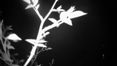 Rosarium Webcam